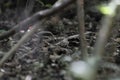 Long-tailed nightjar Caprimulgus climacurus hidden on a forest floor