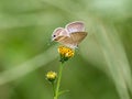 Long tailed pea blue butterfly on yellow flower 1 Royalty Free Stock Photo