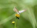 Long tailed pea blue butterfly on yellow flower 2 Royalty Free Stock Photo