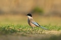 long-tailed perched on the ground in the forest Royalty Free Stock Photo