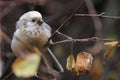 Long-tailed rosefinch Royalty Free Stock Photo