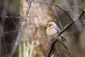 Long-tailed rosefinch