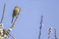 Long-tailed Rosefinch on branch of Japanese apricot tree. Royalty Free Stock Photo