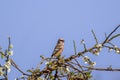 Long-tailed Rosefinch on branch of Japanese apricot tree. Royalty Free Stock Photo
