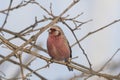 Long-tailed Rosefinch on branch of tree Royalty Free Stock Photo