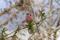 Long-tailed Rosefinch on branch of tree Royalty Free Stock Photo