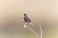 Long-tailed Rosefinch on branch of tree. Royalty Free Stock Photo