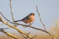 Long-tailed Rosefinch on branch of tree Royalty Free Stock Photo