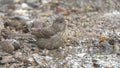 Long-tailed rosefinch