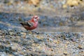 Long-tailed Rosefinch