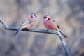 Long-tailed Rosefinch