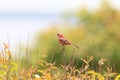 Long-tailed Rosefinch