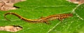 Long-tailed Salamander (Eurycea longicauda)