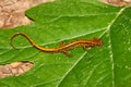 Long-tailed Salamander (Eurycea longicauda)