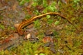 Long-tailed Salamander (Eurycea longicauda)