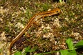 Long-tailed Salamander (Eurycea longicauda)