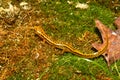 Long-tailed Salamander (Eurycea longicauda)