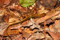 Long-tailed Salamander (Eurycea longicauda)
