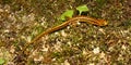 Long-tailed Salamander (Eurycea longicauda)