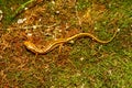 Long-tailed Salamander (Eurycea longicauda)