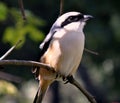 Long Tailed Shrike Bird