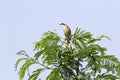 Long tailed shrike