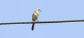 Long tailed shrike