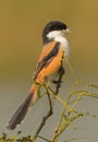 Long tailed shrike perched in a bough