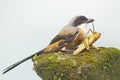 A long-tailed shrike preying on a grasshopper on a rock overgrown with moss. Royalty Free Stock Photo