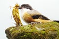 A long-tailed shrike preying on a grasshopper on a rock overgrown with moss. Royalty Free Stock Photo