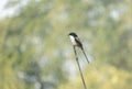 A long-tailed shrike or rufous-backed shrike (Lanius schach) Royalty Free Stock Photo