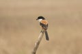 A long-tailed shrike or rufous-backed shrike (Lanius schach) Royalty Free Stock Photo