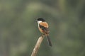 A long-tailed shrike or rufous-backed shrike (Lanius schach) Royalty Free Stock Photo