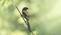 A long-tailed shrike or rufous-backed shrike (Lanius schach) sits on a tree branch Royalty Free Stock Photo