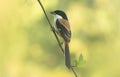 A long-tailed shrike or rufous-backed shrike (Lanius schach) sits on a tree branch Royalty Free Stock Photo