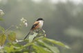 A long-tailed shrike or rufous-backed shrike (Lanius schach) on a tree branch Royalty Free Stock Photo