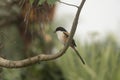 A long-tailed shrike or rufous-backed shrike (Lanius schach) on a tree branch Royalty Free Stock Photo
