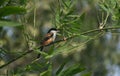 A long-tailed shrike or rufous-backed shrike (Lanius schach) on a tree branch Royalty Free Stock Photo
