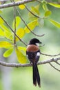 Long-tailed shrike on branch