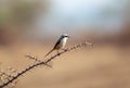 The long-tailed shrike or rufous-backed shrike in its habitat