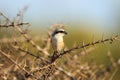 The long-tailed shrike or rufous-backed shrike in its habitat