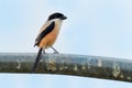 The long-tailed shrike or rufous-backed shrike Lanius schach is a member of the bird family Laniidae, the shrikes. They are Royalty Free Stock Photo