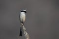 long-tailed shrike or rufous-backed shrike or Lanius schach, seen at Jhalana Reserve in Rajasthan India Royalty Free Stock Photo