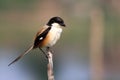 Long tailed shrike