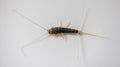 long tailed silverfish, ctenolepisma longicaudata