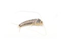 Long-tailed silverfish Ctenolepisma longicaudatum