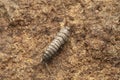 Long tailed silverfish, Ctenolepisma longicaudatum at Satara, Maharashtra