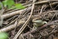 Long-tailed Skink Formal Name: Eutropis longicaudata