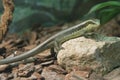Lizard. Eutropis longicaudata