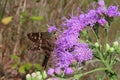 Long tailed skipper butterfly on purple wildflowers in Florida wild Royalty Free Stock Photo